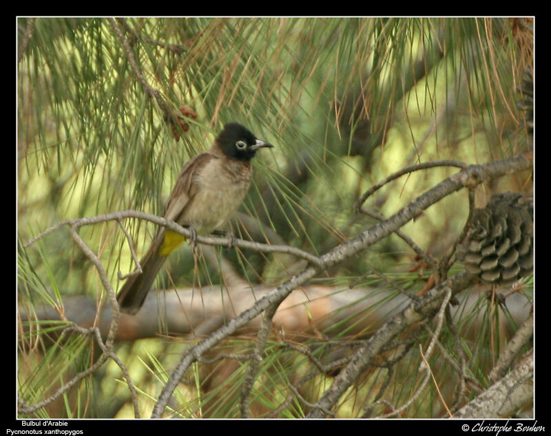 White-spectacled Bulbul male adult