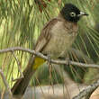 Bulbul d'Arabie