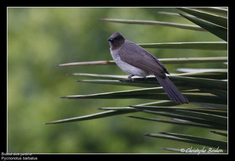 Common Bulbul, identification