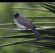 Bulbul des jardins