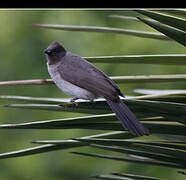 Bulbul des jardins