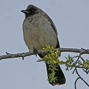 Bulbul des jardins