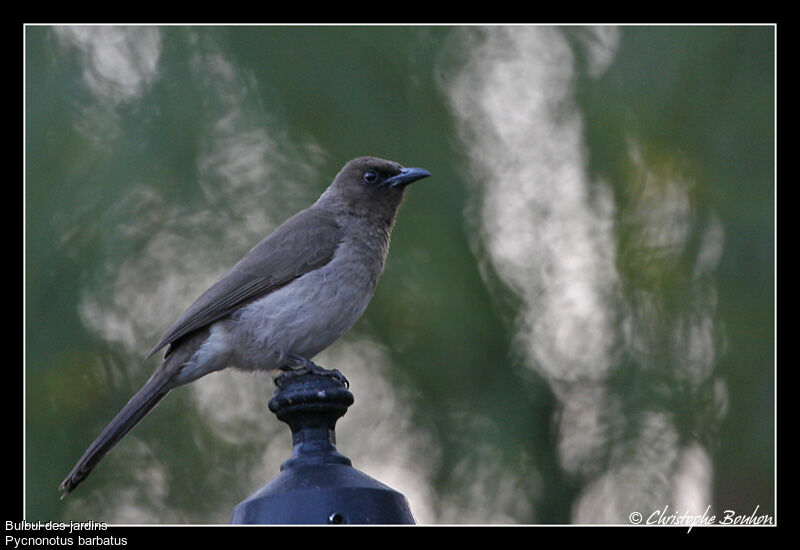 Common Bulbul, identification