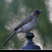 Bulbul des jardins