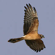 Montagu's Harrier