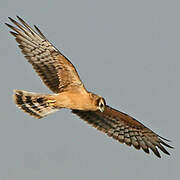 Montagu's Harrier