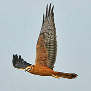 Montagu's Harrier