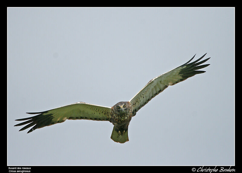 Western Marsh Harrier