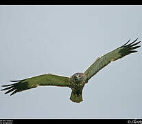 Western Marsh Harrier