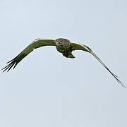 Western Marsh Harrier