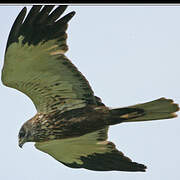 Western Marsh Harrier