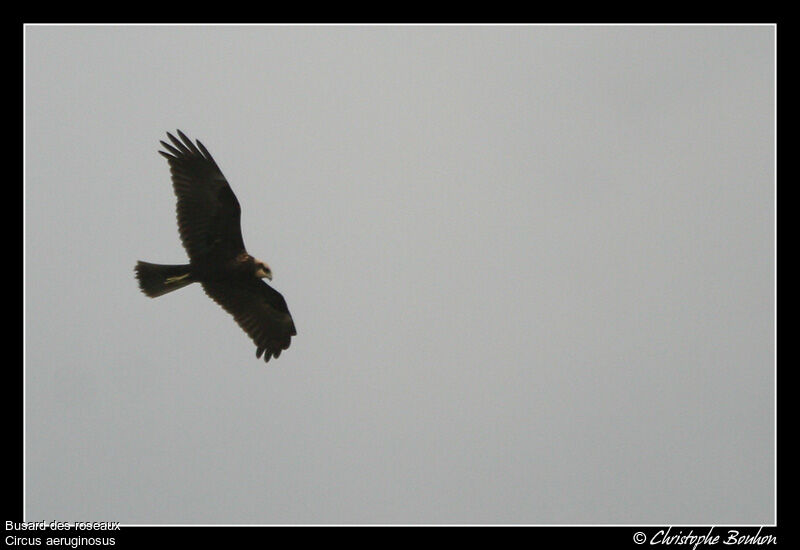 Western Marsh Harrier