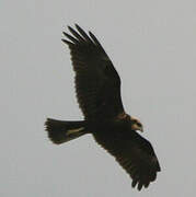 Western Marsh Harrier