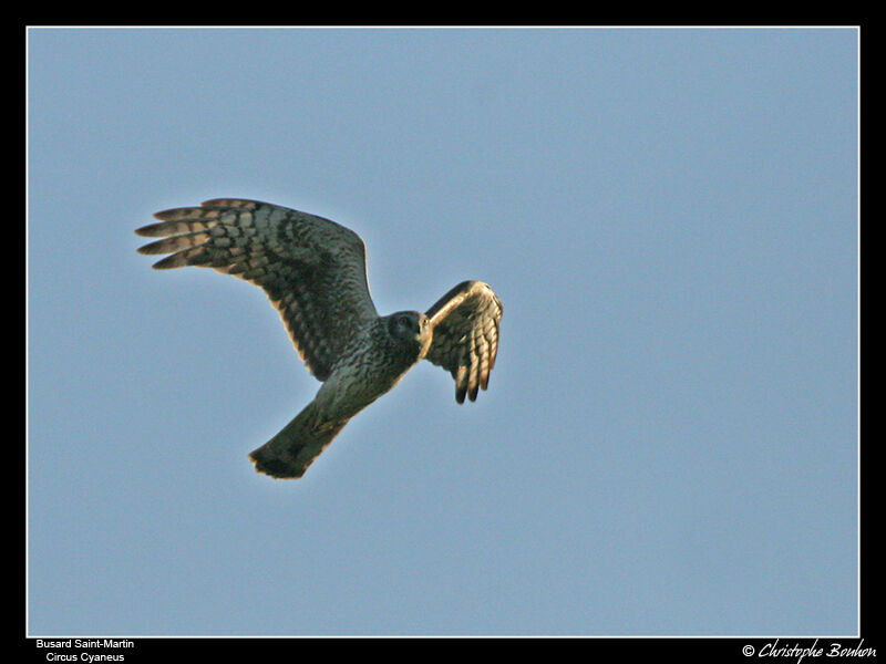 Hen Harrier