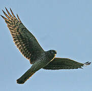 Hen Harrier