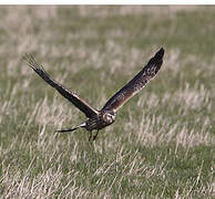 Hen Harrier