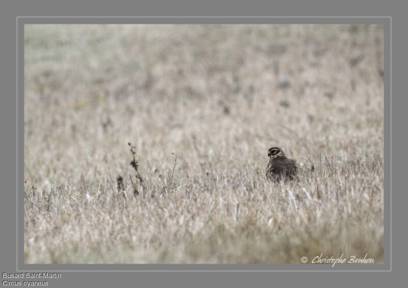 Hen Harrier