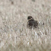 Hen Harrier