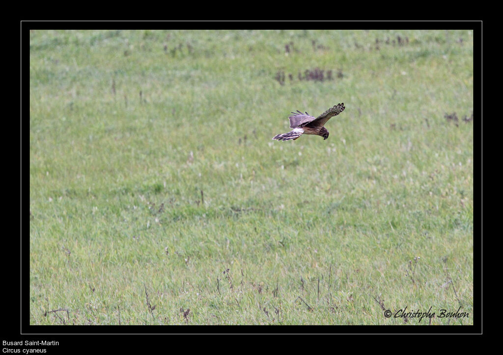 Hen Harrier, Flight