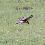 Hen Harrier