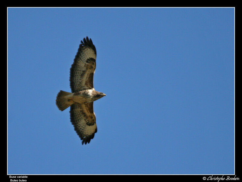 Buse variable