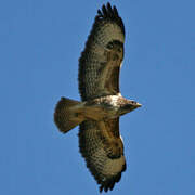 Common Buzzard