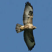 Common Buzzard