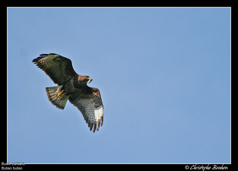 Buse variable