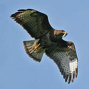 Common Buzzard