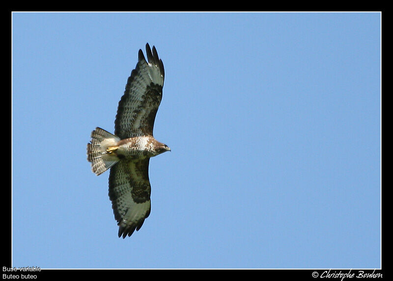 Buse variable