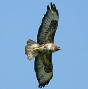 Common Buzzard