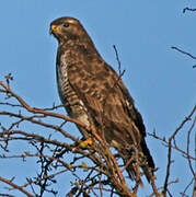 Common Buzzard