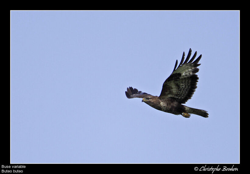 Common Buzzard, Flight