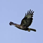 Common Buzzard