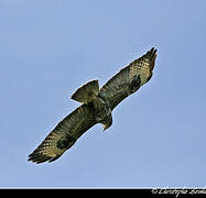 Common Buzzard