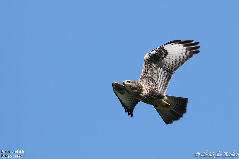 Common Buzzard, Flight