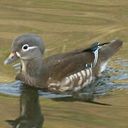 Canard carolin