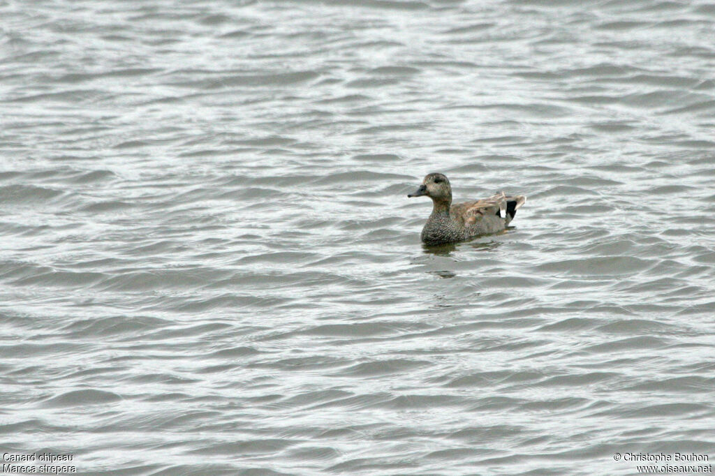 Canard chipeau