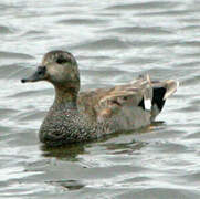 Canard chipeau