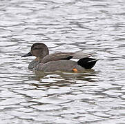 Canard chipeau