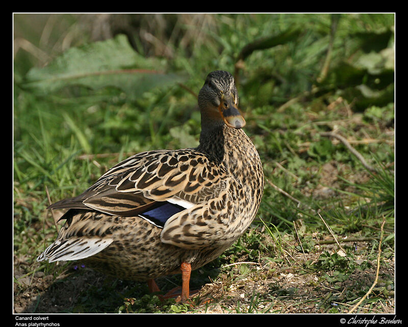 Canard colvert femelle adulte