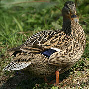 Canard colvert