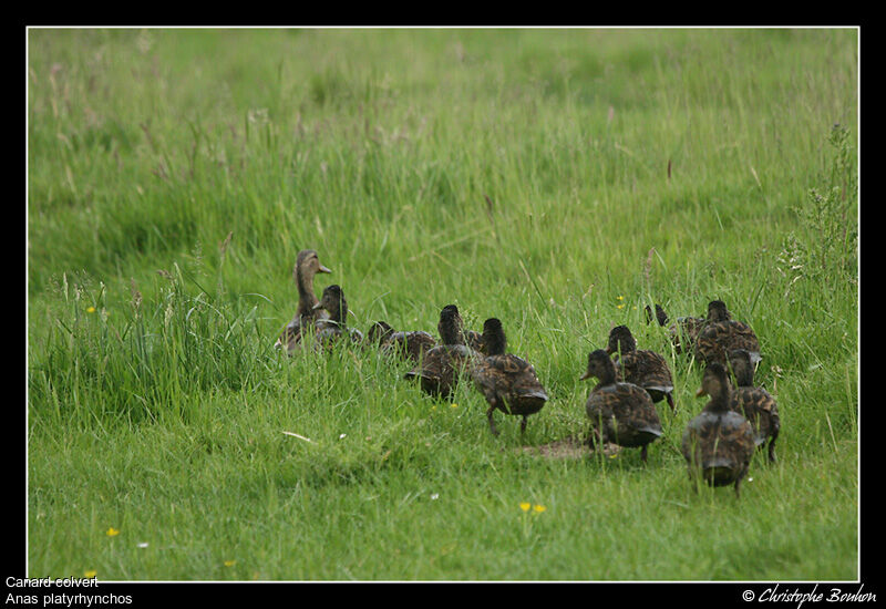 Mallard