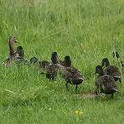 Canard colvert