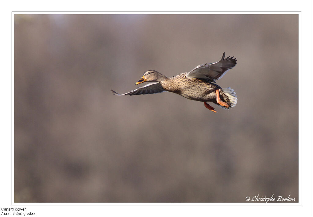 Canard colvert femelle, Vol