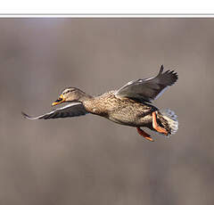 Canard colvert