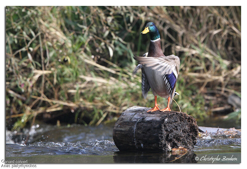 Canard colvert mâle, identification, Comportement