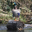 Canard colvert