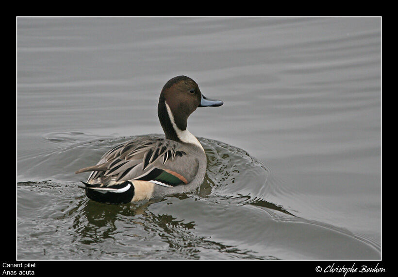 Northern Pintail male