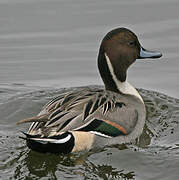 Northern Pintail